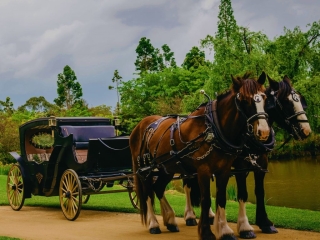 carriage only crop-1