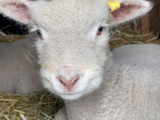 lamb